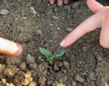 Grace and Ross from Hatter's farm pointing at the start of the growth of the latest pumpkins peaking through the dirt on the farm.