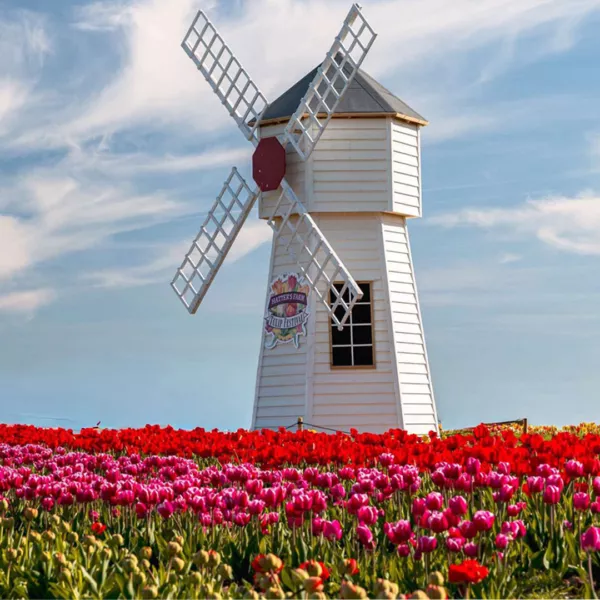 About tulips