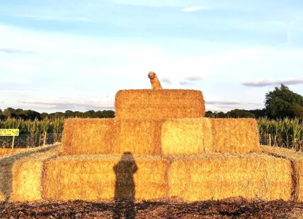 Bale mountain
