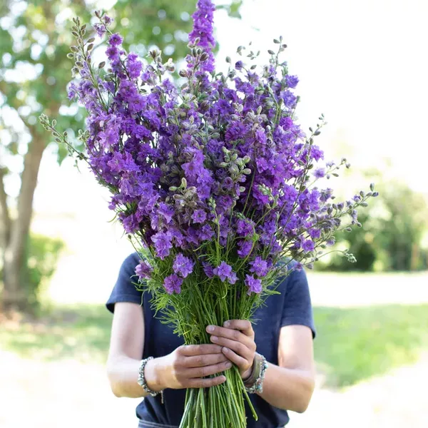 Floret library seeds larkspur imperial lilac spire 2 768x